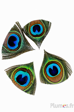 Pauw blauw - oog - natuurlijk